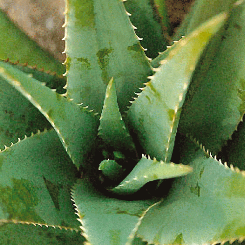 Aloe-vera